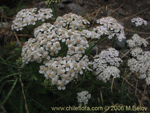 Фотография Achillea millefolium (Milenrama / Milflores / Milhojas / Aquilea / Altamisa). Щелкните, чтобы увеличить вырез.